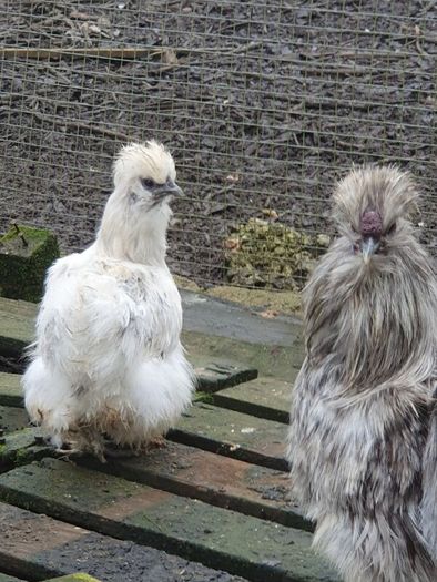 Usa Silkie Chicks And Fertile Eggs