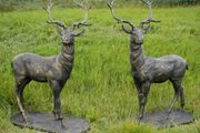 Pair of Standing Stags D7223