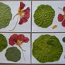 Nasturtium - Pressed Flowers for Crafting: Flowers, Petals, Leaves Image 6