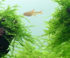 aquarium plant