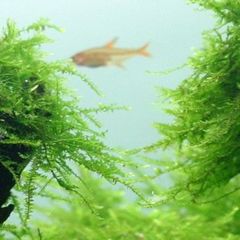 aquarium plant
