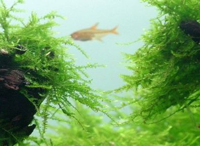 aquarium plant