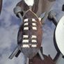 zulu shield Image 2