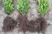 Box Hedging