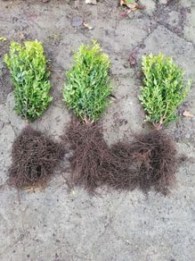 Box Hedging