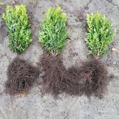 Box Hedging