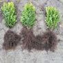 Box Hedging Image 2