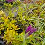 Butterfly Bushes, Buddlei Image 5