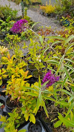 Butterfly Bushes, Buddlei