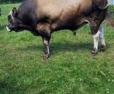 Bull