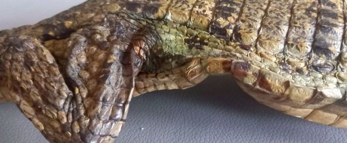 Crocodile taxidermy