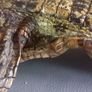 Crocodile taxidermy Image 3