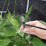 NEW SALE | 100pcs Irrigation Drippers Drip Emitters, 360 Degree Adjustable Irrigation Drip Drippers Fits 1/4 (4-6mm) Irrigation Tube, for Water Flow Irrigation System Image 5