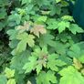 Potted young Sycamore trees Image 2