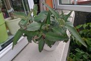 Indoor plant Kalanchoe daigremontiana