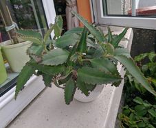 Indoor plant Kalanchoe daigremontiana