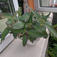 Indoor plant Kalanchoe daigremontiana