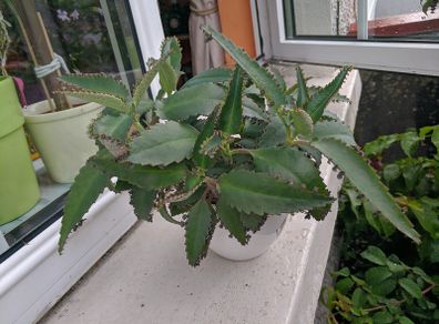 Indoor plant Kalanchoe daigremontiana
