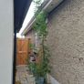 Large acacia dealbata tree 10-12ft tall Image 4