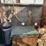 Deer Image 8