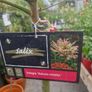 flamingo tree's Salix  willow Image 9