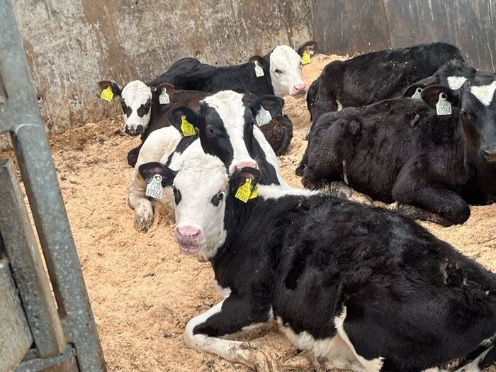 Calfs off milk