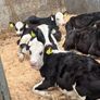 Calfs off milk Image 6