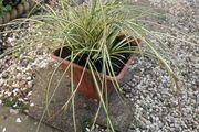 Evergreen plant