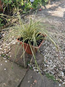 Evergreen plant