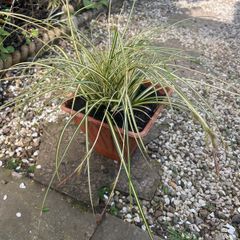 Evergreen plant