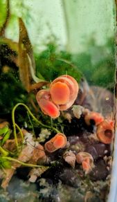 Ramshorn snails