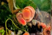 Ramshorn snails
