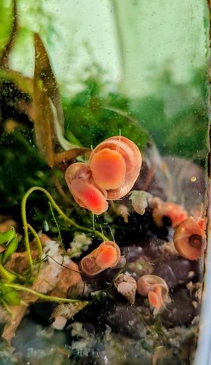 Ramshorn snails