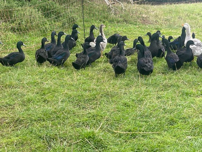 Cayuga Ducks