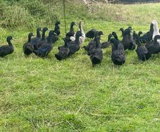 Cayuga Ducks