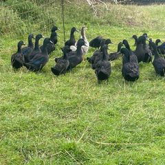 Cayuga Ducks