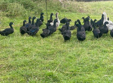 Cayuga Ducks