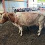 Shorthorn cows Image 10