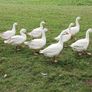 Emden Geese For Dale Image 4