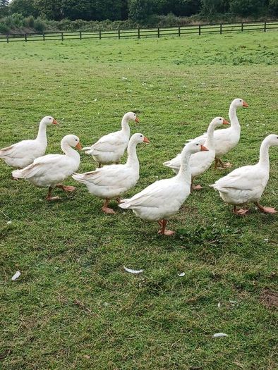Emden Geese For Dale