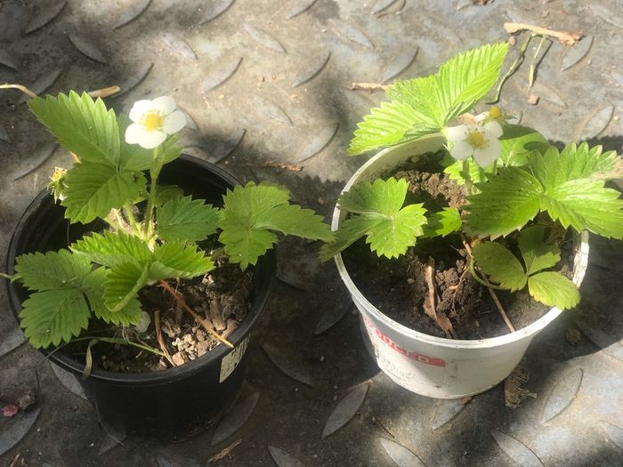 10 plants white strawberries