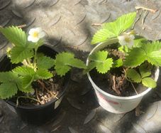 10 plants white strawberries