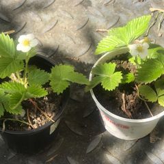 10 plants white strawberries