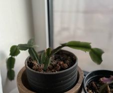 plants