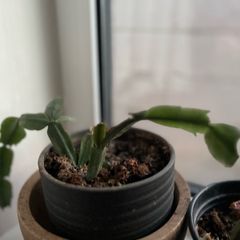 plants