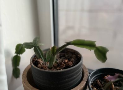 plants