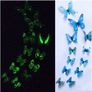 Butterflies Image 4