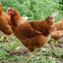 hens Image 4