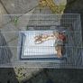 birds cage Image 2