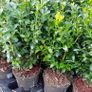 Box Hedging Image 5